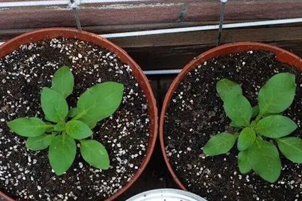 大丽花籽怎么种,种之前需要催芽吗