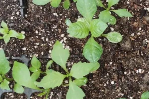 大丽花籽怎么种,种之前需要催芽吗