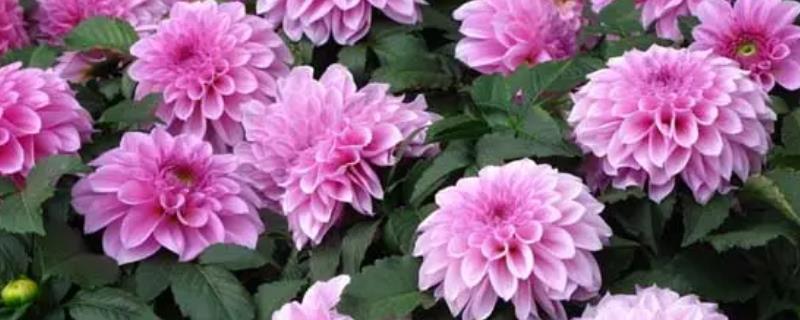 大丽花有几种颜色,附花语和寓意