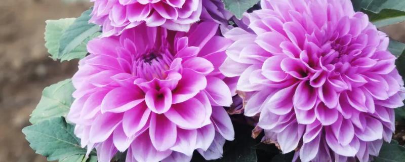 大丽花是宿根花卉吗,花语是什么