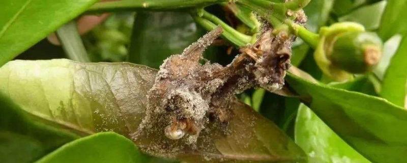 柑橘灰霉病用什么药治疗,是什么原因导致的