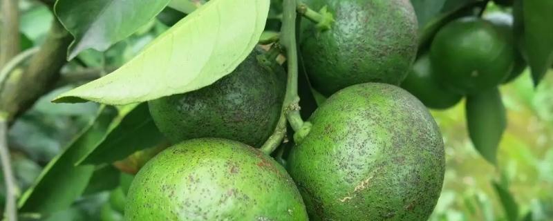 柑橘砂皮病的防治方法，附症状及发病原因