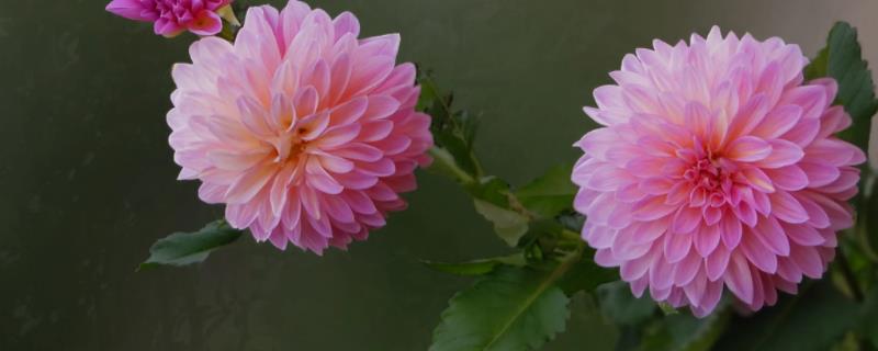 大丽花花语,大丽花几月份开花,花期多长