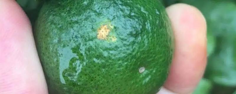 柑橘油斑病用什么药好，附症状及发病原因