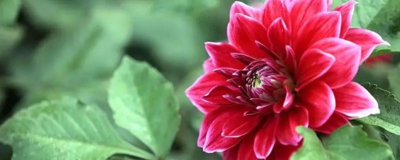 大丽花耐寒吗，冬天如何养护