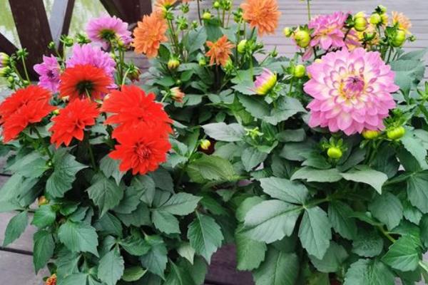 大丽花怎么养，冬天如何过冬