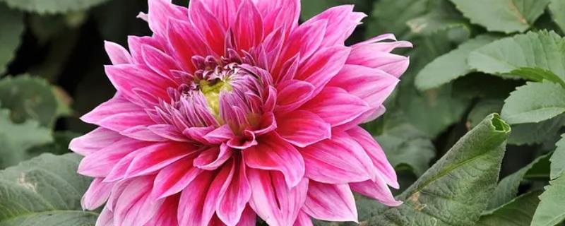 大丽花的养殖方法,附养殖注意事项