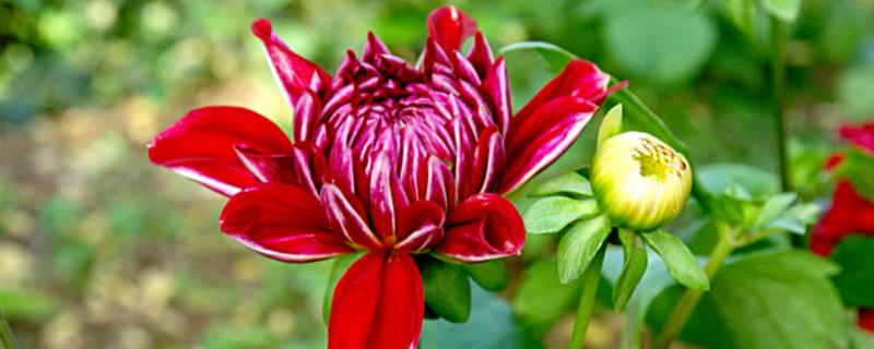 大丽花用种子好还是用种球好,大丽花一年开花几次