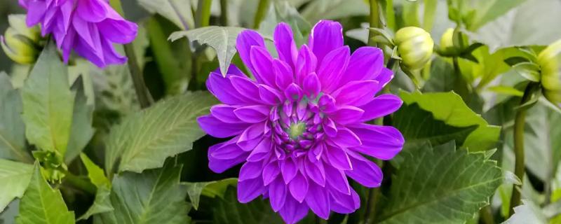 小丽花和大丽花的区别,小丽花喜阴还是喜阳