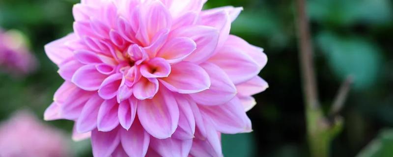 大丽花几月开花,大丽花和小丽花有什么区别