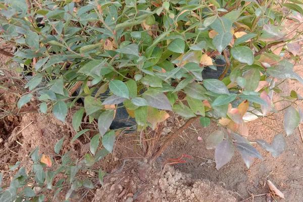 蓝莓怎么养,蓝莓的果实在树上还是地下