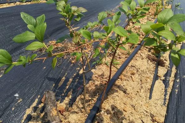 蓝莓怎么养,蓝莓的果实在树上还是地下