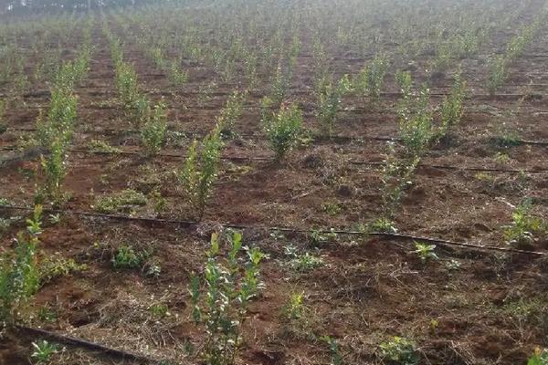 蓝莓怎么养,蓝莓的果实在树上还是地下