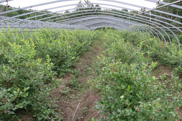 不老莓是蓝莓吗,蓝莓几月份成熟