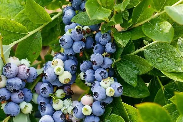 不老莓是蓝莓吗,蓝莓几月份成熟