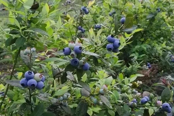 不老莓是蓝莓吗,蓝莓几月份成熟