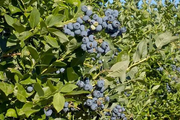 不老莓是蓝莓吗,蓝莓几月份成熟