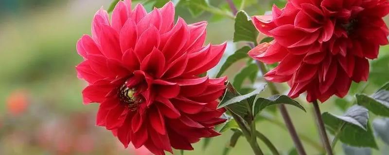 大丽花籽怎么种,种之前需要催芽吗