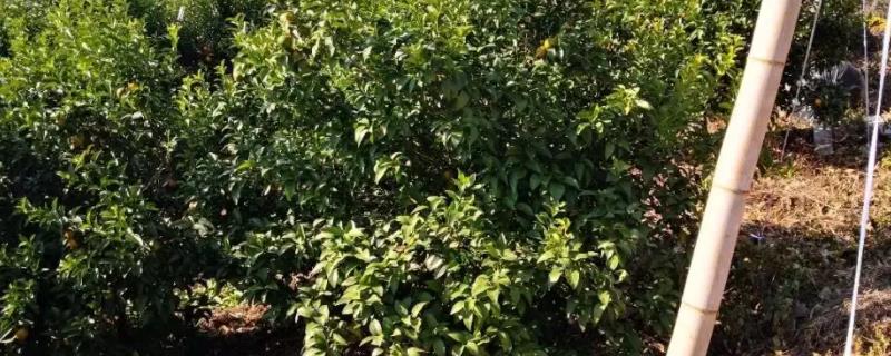 柑橘清园用什么农药，柑橘清园是温度越低越好吗