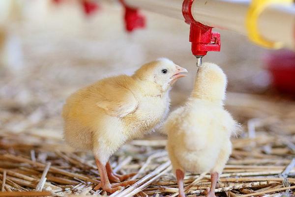小鸡可以晒太阳吗,小鸡怎么养