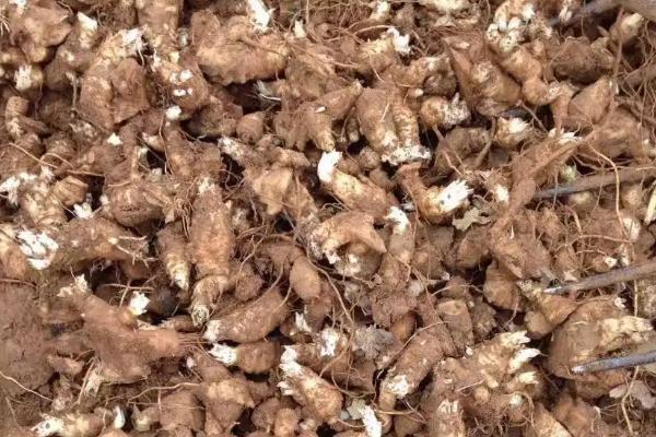 水萝卜的种植时间和生长周期,附种植方法