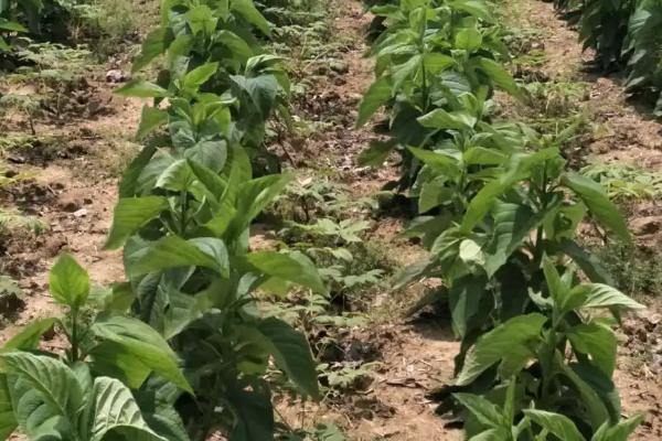 水萝卜的种植时间和生长周期,附种植方法