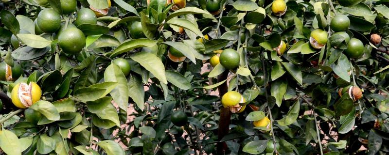 柑橘裂果是什么原因,如何防治