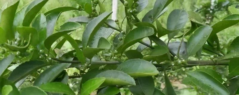 柑橘花芽分化用什么药，柑橘花芽分化对温度的要求