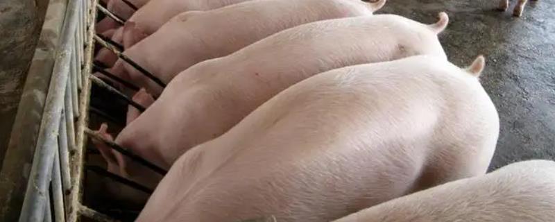 大猪是什么意思，大猪是如何交配的