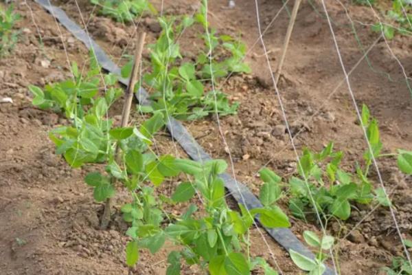 豌豆零下几度能种,豌豆种植技术与管理
