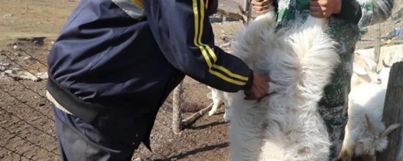 羊阉正确方法,为什么要阉