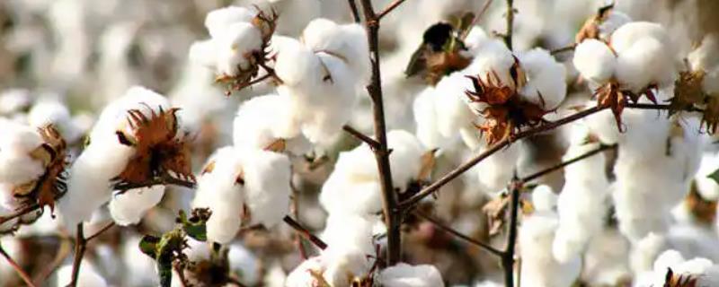 转基因技术在农业生产上的用处,转基因技术的原理