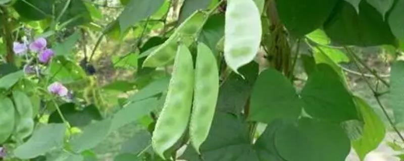 三四月份适合种植的农作物和蔬菜