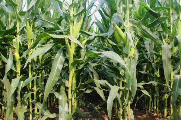 沃玉835玉米种介绍，适合哪里种植，产量如何