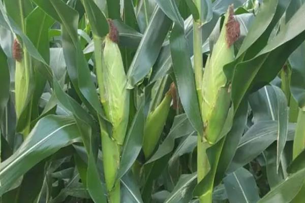 沃玉835玉米种介绍，适合哪里种植，产量如何