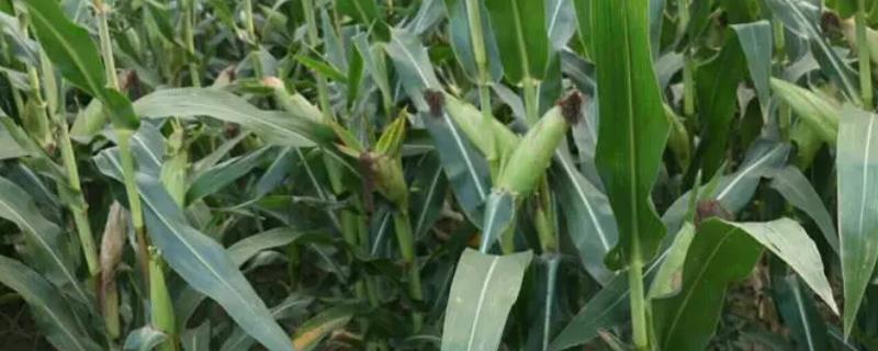 沃玉835玉米种介绍，适合哪里种植，产量如何