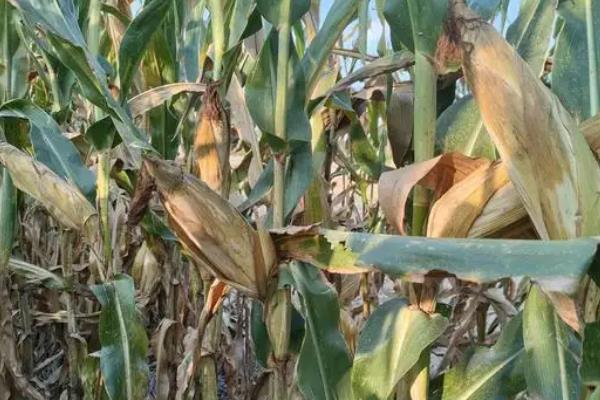 沃玉835玉米种介绍，适合哪里种植，产量如何