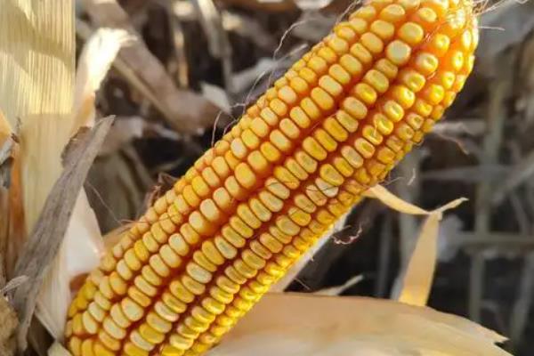 沃玉835玉米种介绍，适合哪里种植，产量如何