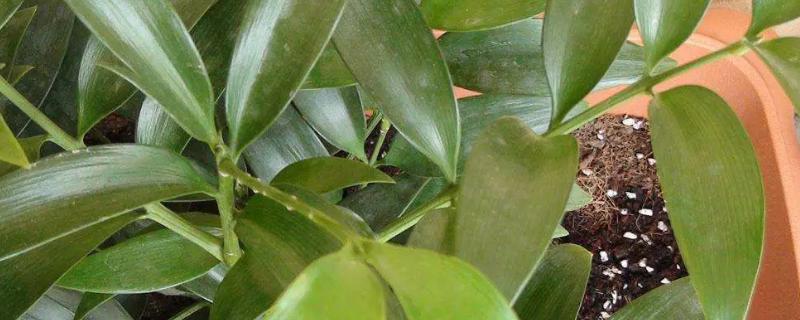 长寿竹能使用硫酸亚铁吗,硫酸亚铁的用法和用量