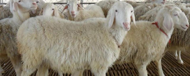羊多久繁殖一次,羊如何人工授精