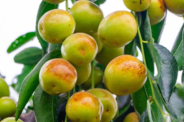 冬枣可以放几天,一年四季都有吗