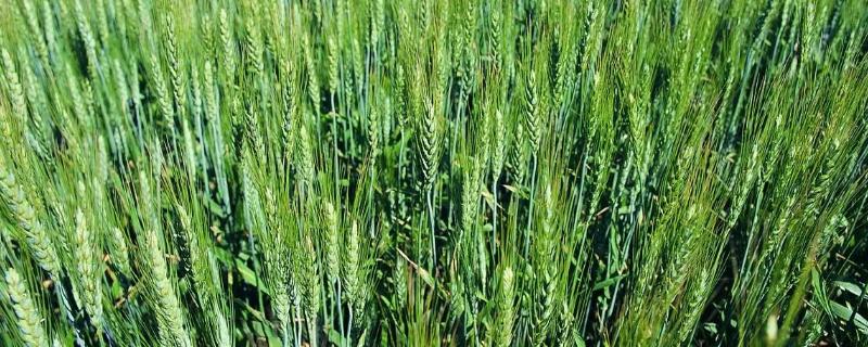 小麦喷施多效唑每亩喷多少克,多效唑几小时遇雨有效