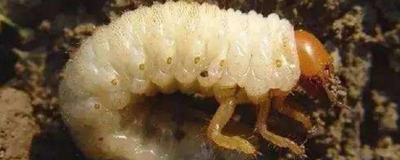 地下害虫蛴螬怎么防治,蛴螬的成虫是什么