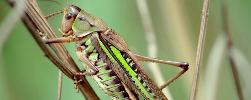 蝈蝈寿命，蝈蝈自然繁殖