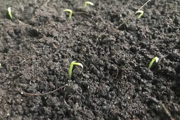 豌豆零下几度能种,豌豆种植技术与管理