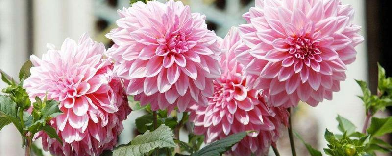 大丽花的花期,附寓意和象征