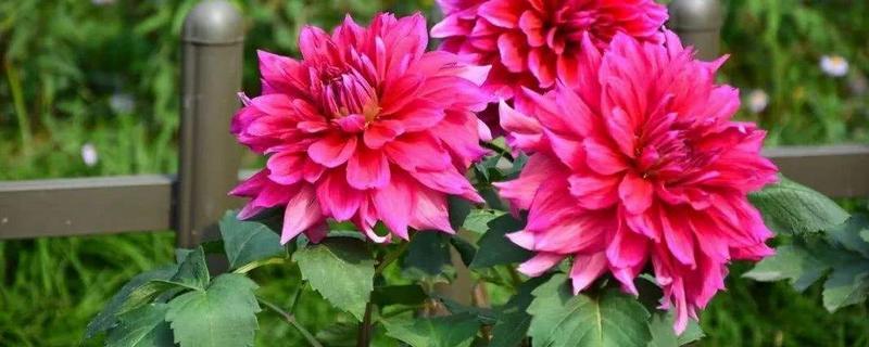 大丽花如何过冬,大丽花是一年生还是多年生