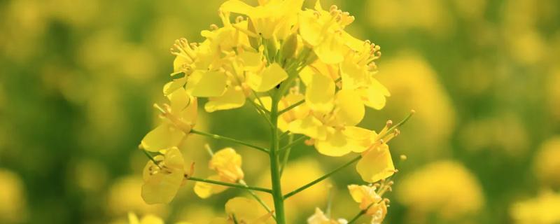 油菜开花不结果的原因,如何防治