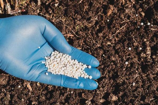 柑橘施肥时期和方法,附肥害症状