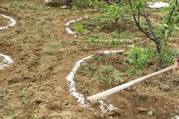 柑橘施肥时期和方法,附肥害症状